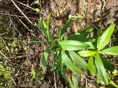 Pelliciera rhizophorae