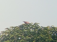 Streptopelia tranquebarica