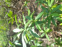 Pelliciera rhizophorae
