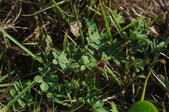 Tephrosia obovata