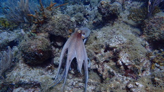 Octopus americanus