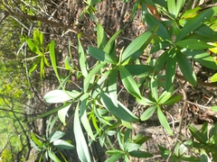 Pelliciera rhizophorae