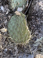Opuntia chlorotica