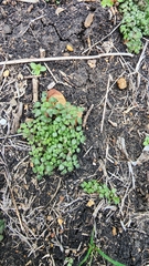 Parietaria pensylvanica