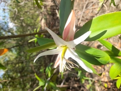 Pelliciera rhizophorae