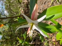 Pelliciera rhizophorae