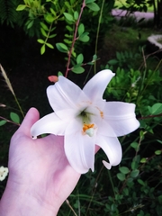 Lilium formosanum