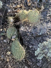 Opuntia chlorotica