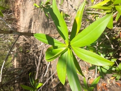 Pelliciera rhizophorae
