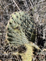 Opuntia chlorotica