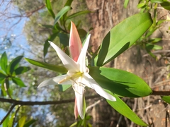 Pelliciera rhizophorae