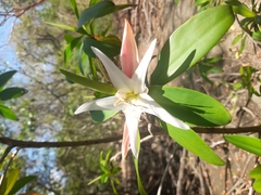 Pelliciera rhizophorae