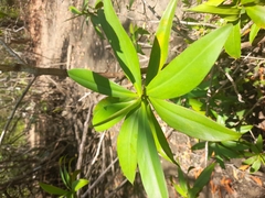 Pelliciera rhizophorae