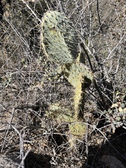 Opuntia chlorotica