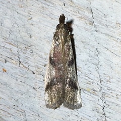 Peoria longipalpella