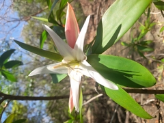 Pelliciera rhizophorae