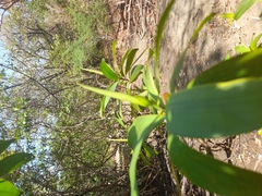 Pelliciera rhizophorae