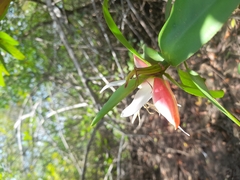 Pelliciera rhizophorae
