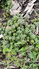 Parietaria pensylvanica