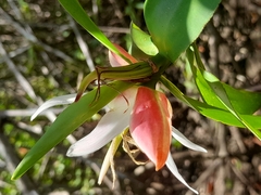 Pelliciera rhizophorae