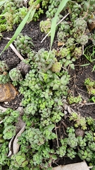 Parietaria pensylvanica