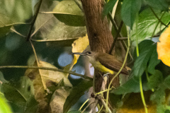 Arachnothera longirostra