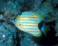 Chaetodon fremblii