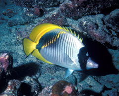 Chaetodon lineolatus