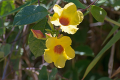 Mandevilla hirsuta