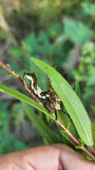 Limenitis