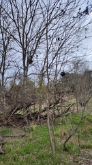 Styphnolobium affine