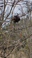 Styphnolobium affine