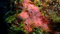 Clathria opalina