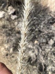Muhlenbergia alopecuroides