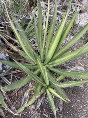 Agave univittata