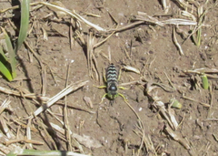 Bembix citripes
