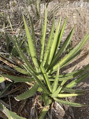 Agave univittata