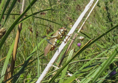 Scaphura elegans