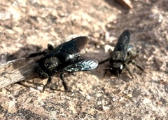 Xylocopa californica arizonensis