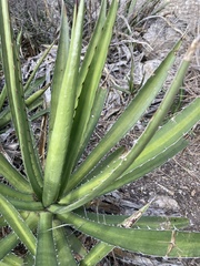 Agave univittata