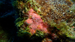 Clathria opalina