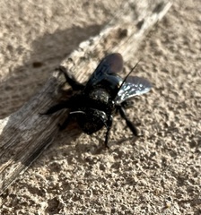Xylocopa californica arizonensis