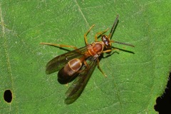 Angiopolybia