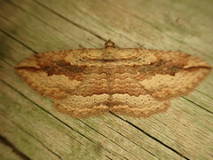Austrocidaria gobiata