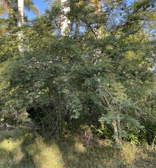 Dichrostachys cinerea