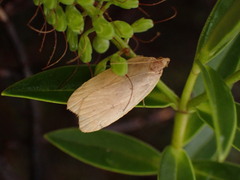 Phaeosaces coarctatella