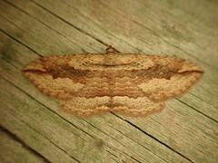 Austrocidaria gobiata