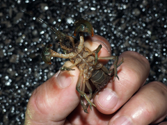 Lacunicambarus thomai