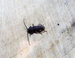 Tylonotus bimaculatus