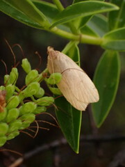 Phaeosaces coarctatella